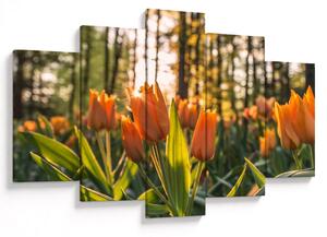Obraz - kvety tulipánov (150x105 cm)