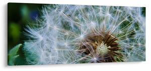 Obraz odkvitnutej púpavy (120x50 cm)