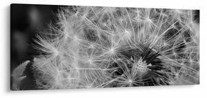 Obraz - páperie púpav (120x50 cm)