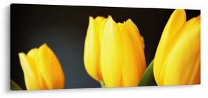Obraz tulipánov (120x50 cm)
