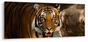Obraz tigra (120x50 cm)