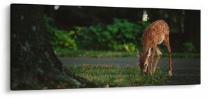 Obraz srnky (120x50 cm)