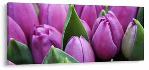 Obraz - kvety tulipánov (120x50 cm)