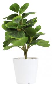 Umelá rastlina SEMELA peperomia 875026 30 cm