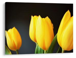 Obraz tulipánov (70x50 cm)