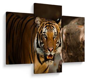 Obraz tigra (90x60 cm)