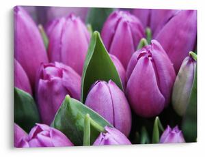 Obraz - kvety tulipánov (70x50 cm)