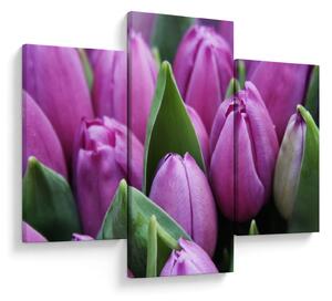 Obraz - kvety tulipánov (90x60 cm)