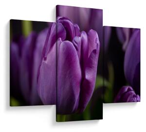 Obraz kvetov tulipánov (90x60 cm)