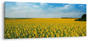 Obraz - pás slnečníc (120x50 cm)
