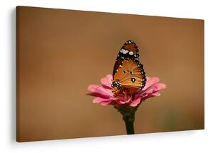 Obraz motýľa na kvetine (90x60 cm)