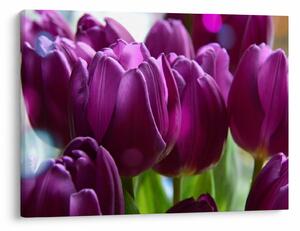 Obraz tulipánov (70x50 cm)