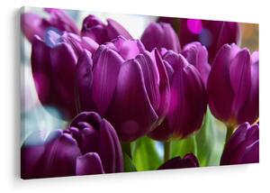 Obraz tulipánov (90x60 cm)