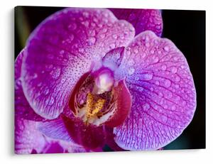 Detailný obraz kvetu orchidey (70x50 cm)