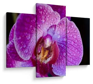 Detailný obraz kvetu orchidey (90x60 cm)