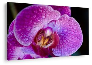 Detailný obraz kvetu orchidey (90x60 cm)