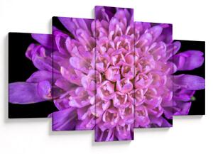 Detailný obraz kvetu (150x105 cm)