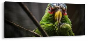 Obraz papagája (120x50 cm)