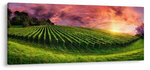 Obraz vinice s farebným nebom (120x50 cm)