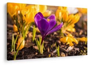 Obraz fialovej kvetiny (90x60 cm)