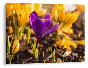 Obraz fialovej kvetiny (70x50 cm)
