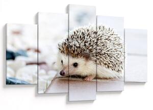 Obraz ježka (150x105 cm)