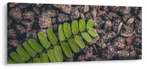 Obraz zelenej rastliny (120x50 cm)