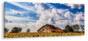 Obraz slnečnicového poľa (120x50 cm)