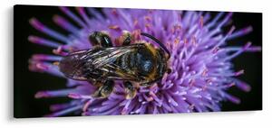 Obraz včely na kvetine (120x50 cm)