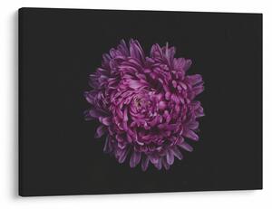 Obraz fialovej kvetiny (70x50 cm)