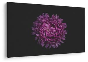 Obraz fialovej kvetiny (90x60 cm)