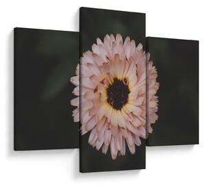 Obraz oranžovej kvetiny (90x60 cm)