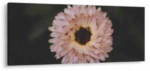 Obraz oranžovej kvetiny (120x50 cm)