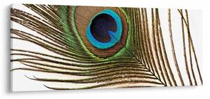 Obraz pávieho peria (120x50 cm)