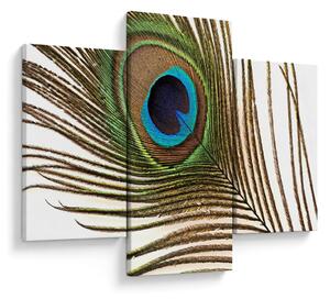 Obraz pávieho peria (90x60 cm)