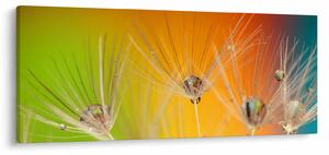 Obraz kvapiek na rastline (120x50 cm)