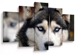Obraz psa husky (150x105 cm)