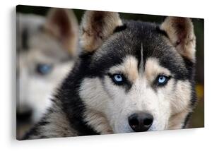 Obraz psa husky (90x60 cm)
