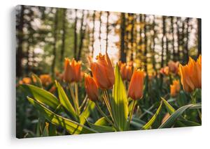 Obraz - oranžové tulipány (90x60 cm)