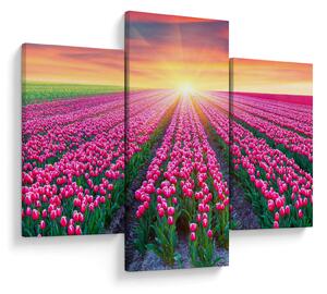Obraz poľa tulipánov so slnkom (90x60 cm)