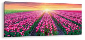 Obraz poľa tulipánov so slnkom (120x50 cm)