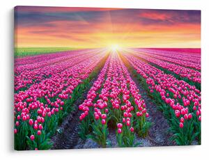 Obraz poľa tulipánov so slnkom (70x50 cm)