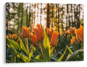 Obraz - oranžové tulipány (70x50 cm)
