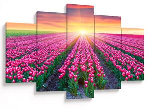Obraz poľa tulipánov so slnkom (150x105 cm)