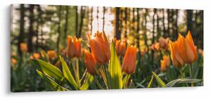 Obraz - oranžové tulipány (120x50 cm)