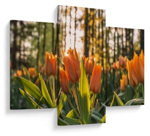 Obraz - oranžové tulipány (90x60 cm)