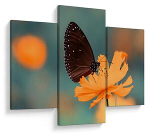 Obraz - motýľ na oranžovom kvete (90x60 cm)