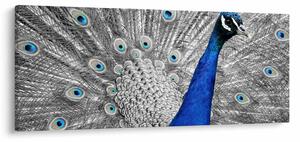 Obraz - modrý páv (120x50 cm)