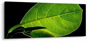 Obraz - zelený list (120x50 cm)