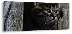 Obraz mačiatka (120x50 cm)